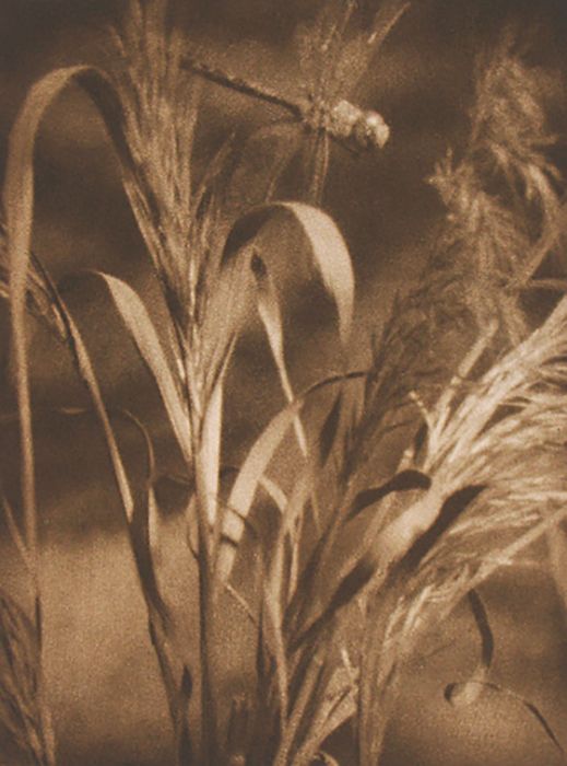 R.E.M. I, 1997, traditional copperplate photogravure  plate:  8  7/8 x 6  3/4 "  paper:  20 x 15"   edition 30 r.e.m I LB.jpg
