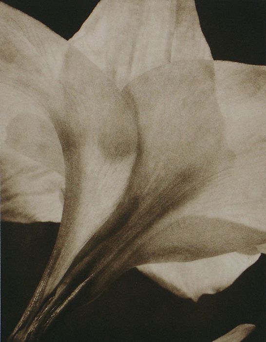 from Suite IV.,  Amaryllis I, 1995, traditional copperplate photogravure, plate: 9 x 1/4 x 7 1/4", paper: 20 x 15", edition 30 'Amaryllis-I.jpg