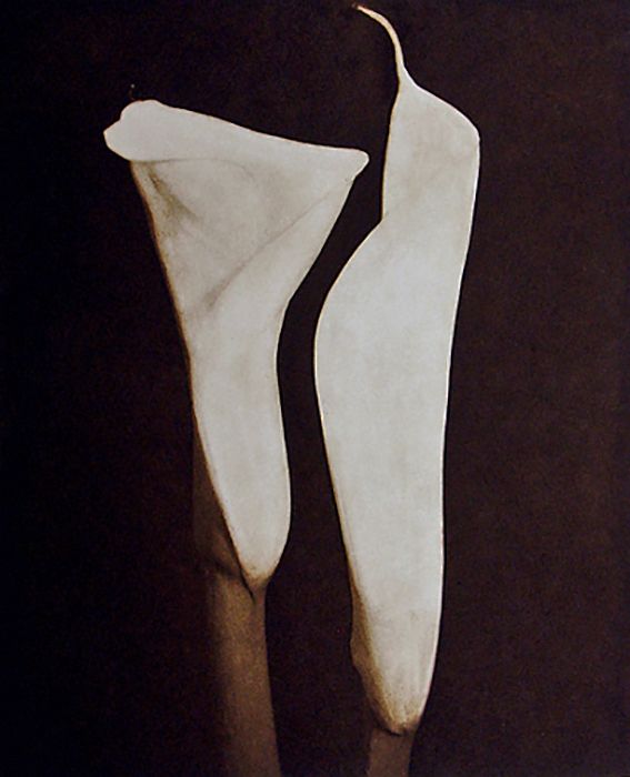 untitled, from Suite "5", 1990, traditional copperplate photogravure plate: 15 3/4 x 11 3/4"  paper: 28 x 22" edition 30 suite5-1 LB.jpg