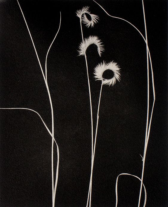 Grama Grass II, 1997, chine colle traditional copperplate photogravure, plate: 11 x 9" paper: 22 x 18", edition: 50: Grama Grass II Lb.jpg