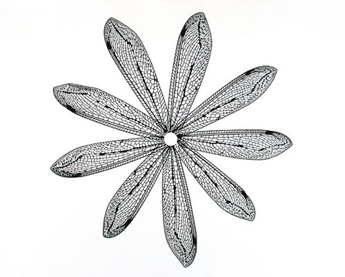 Wings, 2004, toned gelatin silver print, 16 x 16" mounted on  25 x 25" rag board, Ed. 15 Wings newLB.jpg