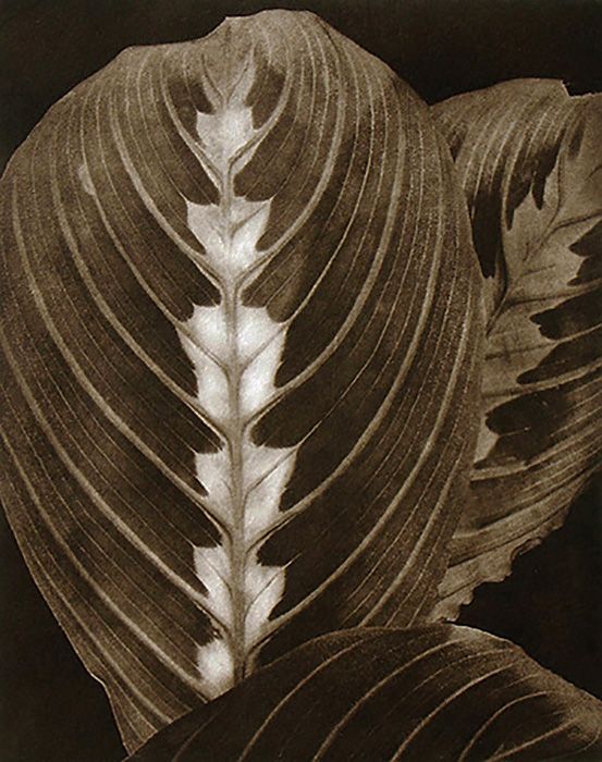 untitled, from Suite "5", 1990, traditional copperplate photogravure   plate: 15 3/4 x 11 3/4"  paper:  28 x 22" edition 30  suite5-3 LB.jpg