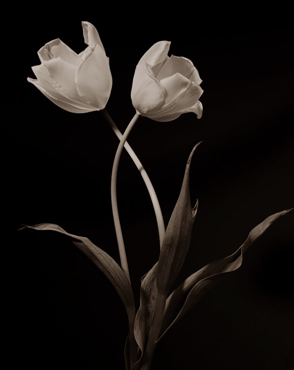 Crossed Tulips, 1995, pigment print from negative, Ed. 40 Crossed Tulips newLB.jpg