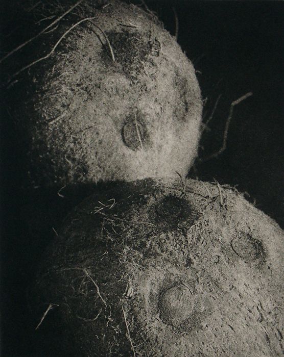 Coconuts, 1996, traditional copperplate photogravure, plate: 9 1/4 x 7 1/2", paper: 15 x 11", edition 20 'Coconuts'.jpg