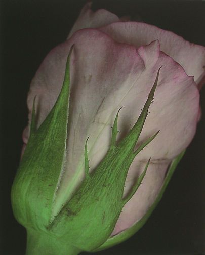 Rosebud, 1996, pigment print from 4 x 5" in camera scan, image: 21 1/2 x 17 1/2", paper: 24 x 22", edition 50 Rosebud