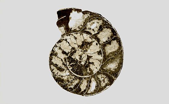 Thin Section II., 2009, pigment print, 20 x 32 1/2", Ed. 10 Thin Section II