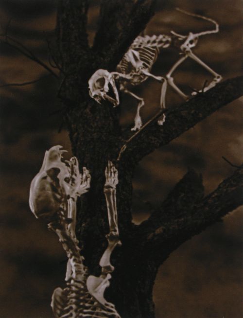 Up A Tree, 2007, pigment print from negative, Image: 6 x 4 1/2" paper: 10 x 8", Ed. 20 Up-A-Tree-new-LB.jpg