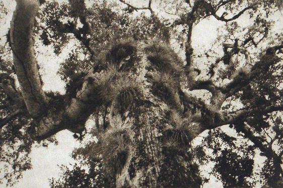 Plate I.,  Ceiba copan I LB copy.jpg