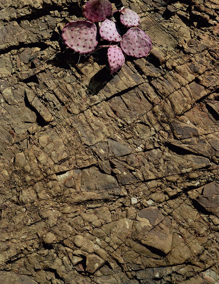 plate: 1025 plate: 1025