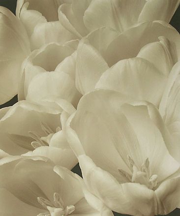 Tulips Detail II., 1995, pigment print from negative, image: 21 1/2 x 18", paper: 24 x 22", edition 40 Tulips Detail II