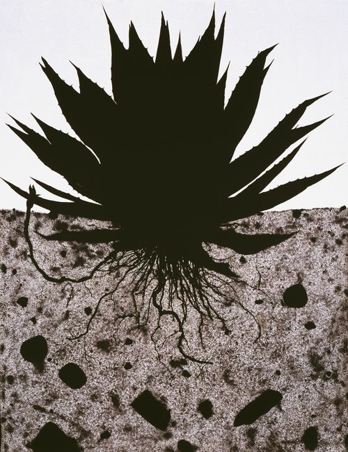 Subjacent II., 2004,  photogram, toned gelatin silver print, 40 x 30",  edition 5 Subjacent--II--new-LB.jpg