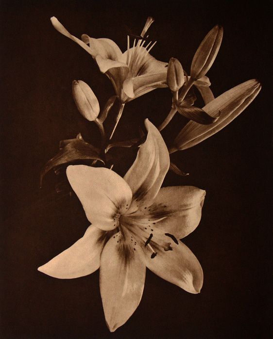 Enchantment Lily II, from Floralia, a suite of four chine colle traditional copperplate photogravure,1997, plate; 14 1/4 x 11 1/2", paper : 28 x 22", edition 50 enchantment lily II LB.jpg