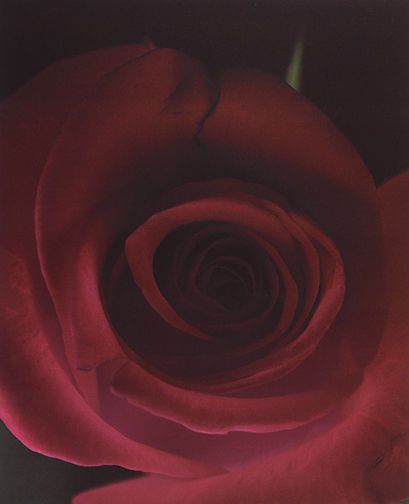 Red Rose, 1996, pigment print from 4 x 5" in camera scan, image: 21  1/2 x 17 1/2", paper: 24 x 22", edition 50 Red Rose