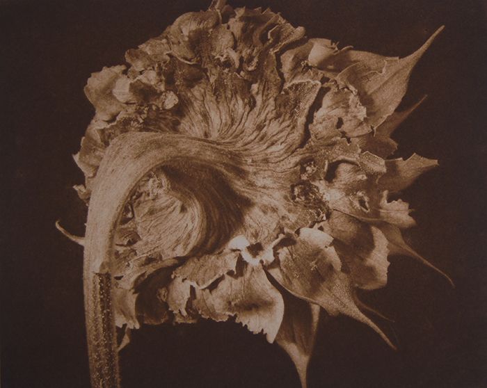 Sunflower II, 1993, traditional copperplate photogravure, plate: 7 1/4 x 8 3/4". paper:  20 x 15", edition 40 Sunflower II.jpg