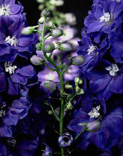 Delphinium, 2008, pigment print from 8 x 10" transparency, image: 16 x 12 5/8", paper 19 x 13", edition 15 Delphinium