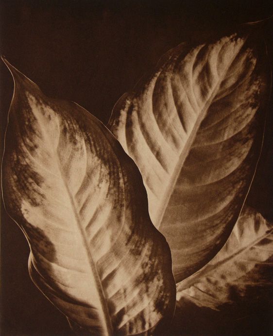 Dieffenbachia, from Floralia, a suite of four chine colle, traditional copperplate photogravures, plate; 14 1/4 x 11 1/2', paper: 28 x 22", edition 50 dieffenbachia LB.jpg