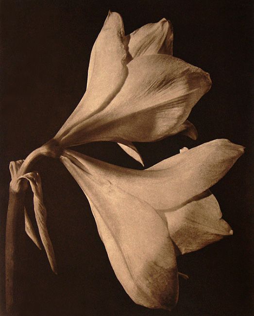 Amaryllis III. from Floralia, a suite of four chine colle" photogravures, 1997, plate: 14 1/4 x 11 1/2",  paper: 28 x 22 1/4",  Ed. 50 amaryllis III LB copy.jpg