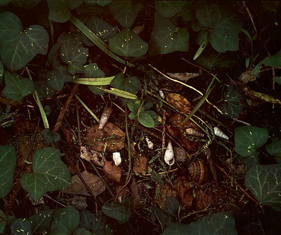 My Backyard, 1973/2006, pigment print from 8 x 10" transparency, 11 x 13 1/8", Ed. 10 My Backyard