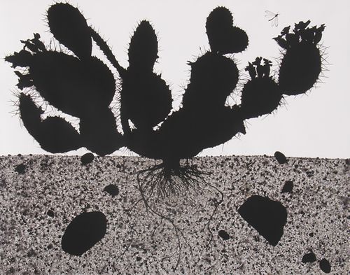 Subjacent IX., 2004, photogram, toned gelatin silver print, 30 x 37", Ed. 5 Subjacent IX newLB.jpg