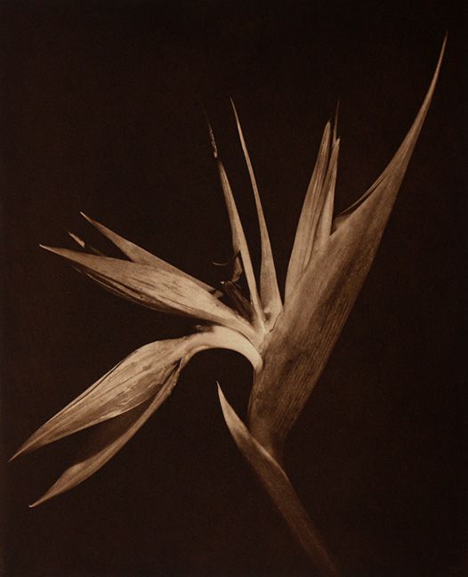 Bird of Paradise, from Floralia, a suite of four schine colle traditional copperplate photogravures, plate; 14 1/4 x 11 1/2", paper 28 x 22", edition 50 bird of paradise new LB.jpg