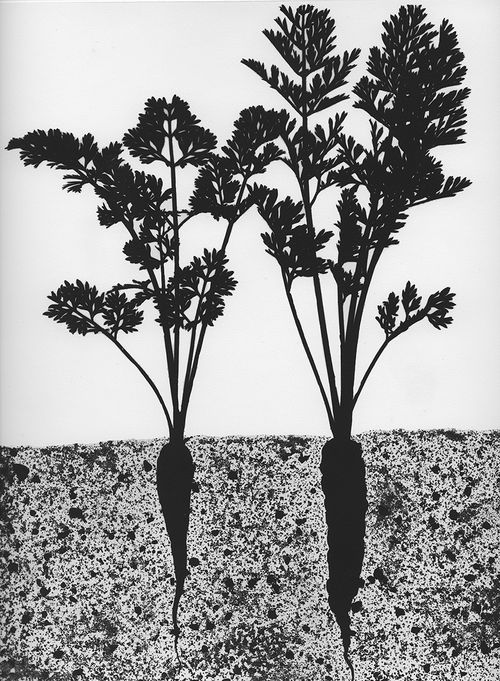 Subjacent VI.,  2004, photogram, toned gelatin silver print, 11 3/4 x 9 3/4", Ed. 15 Subjacent VInewLB.jpg