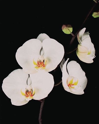 White Orchid, 1996, pigment print from 4 x 5" in camera scan, image: 40 x 32", paper: 43 1/2 x 35", edition 10 White Orchid