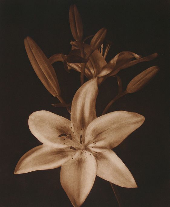 Enchantment Lily III., 1993, traditional copperplate photogravure  plate: 18 1/2 x 15 1/2"  paper; 28 x 22" edition 20 Enchantment Lily III LB.jpg