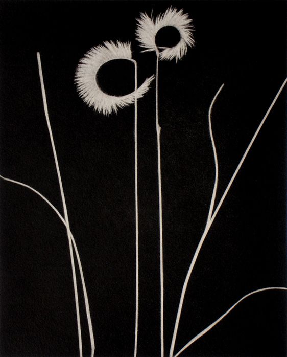 Grama Grass I, 1997, chine colle traditional copperplate photogravure, plate: 11 x 9", paper: 22 x 18"  edition: 50 Grama Grass I Lb.jpg