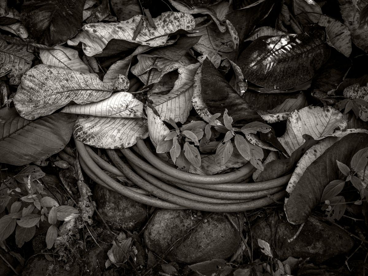 The Gardens BW_13.jpg
