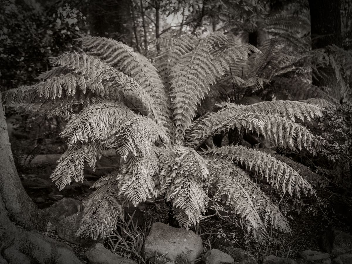 The Gardens BW_14.jpg