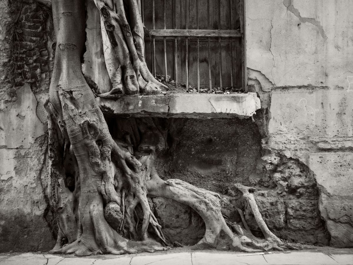 The Gardens BW_28.jpg