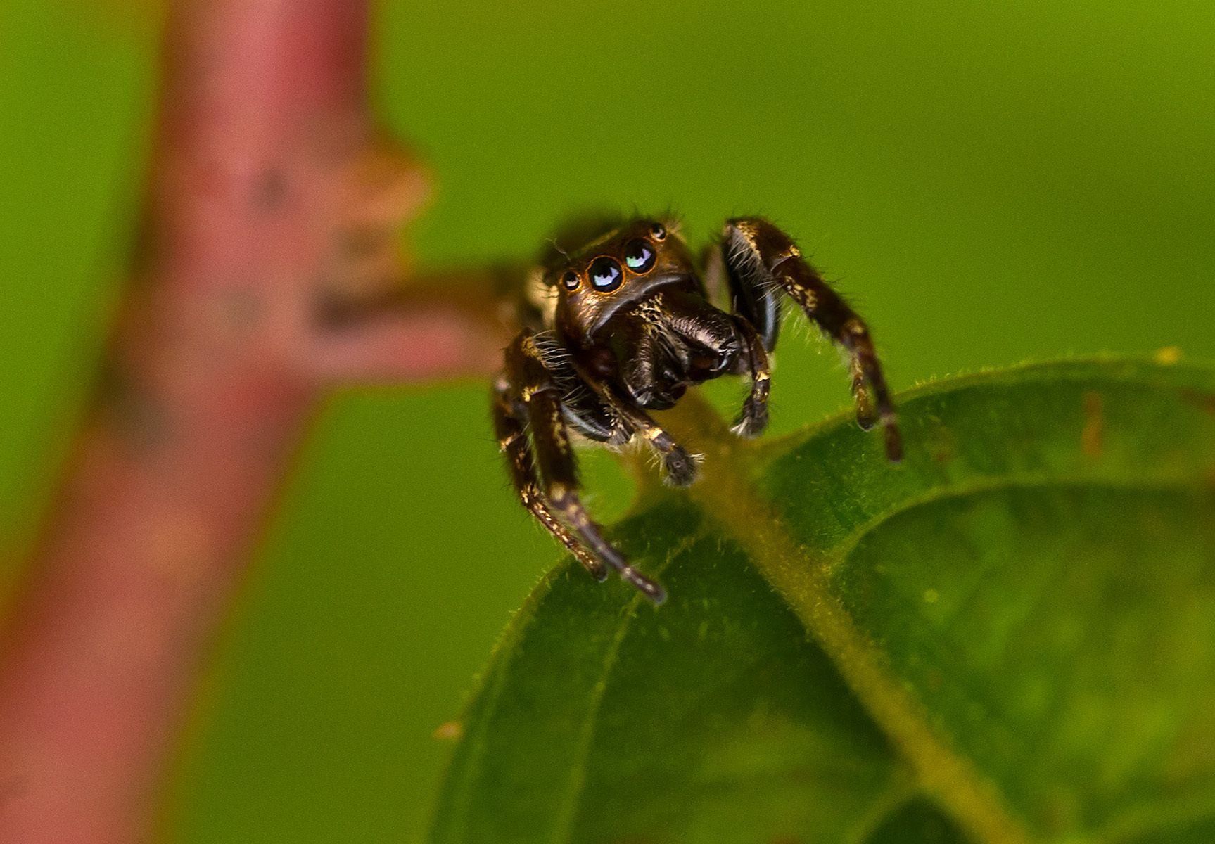 Metaphid Jumping Spider (Metaphidippus spp.)