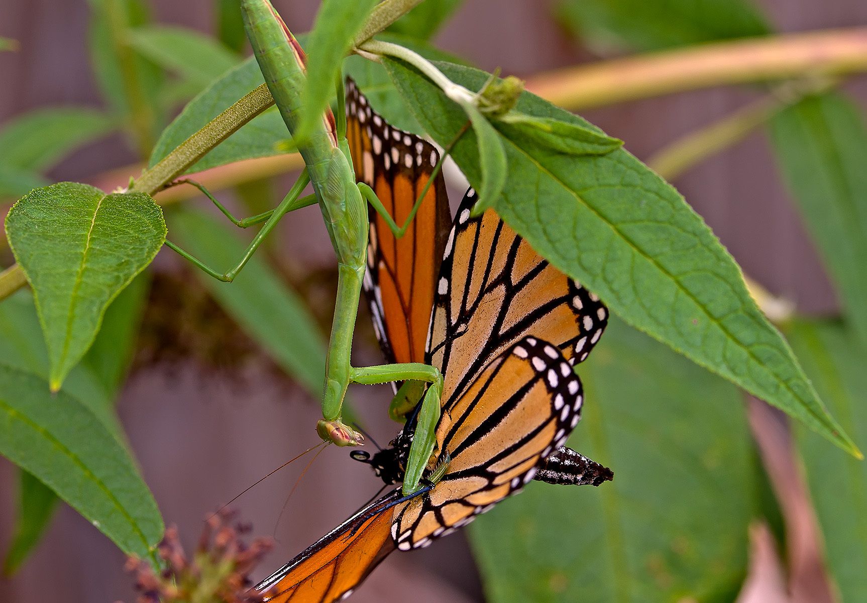 Mantis religiosa enviscerating Danaus plexippus