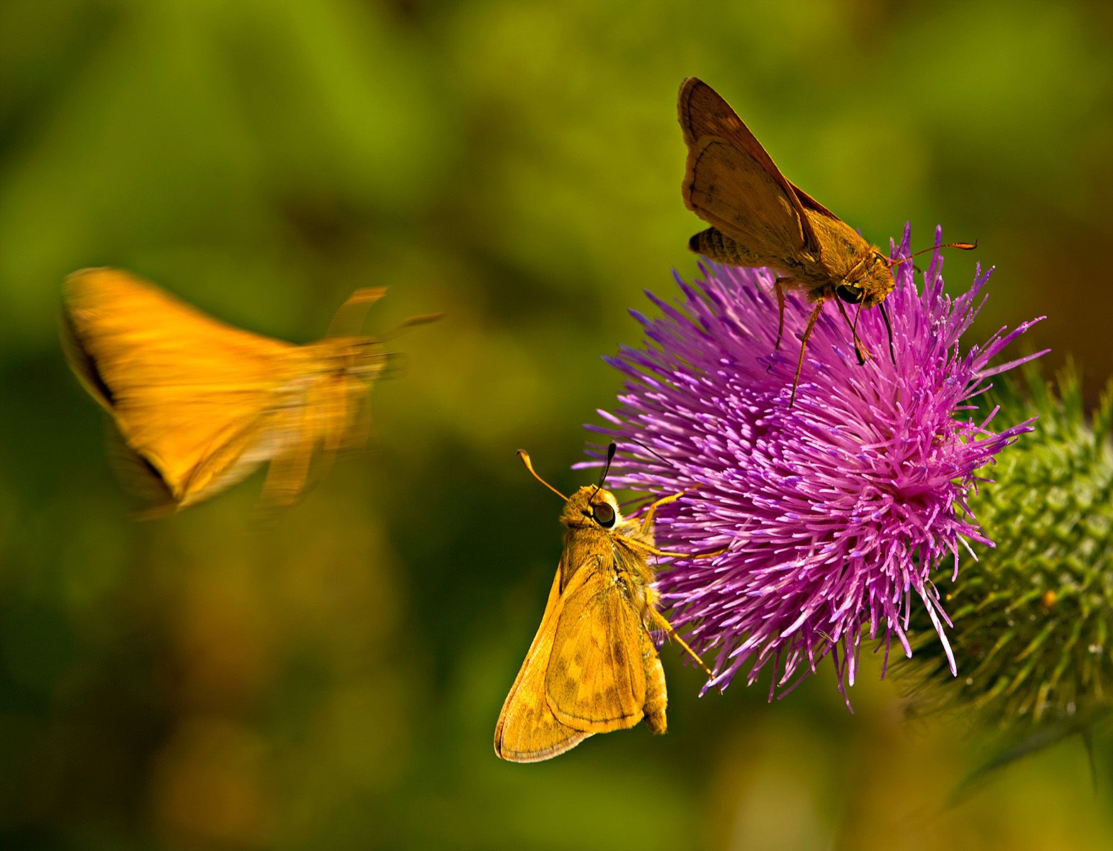 Fiery Skipper (Hylephila phyleus)