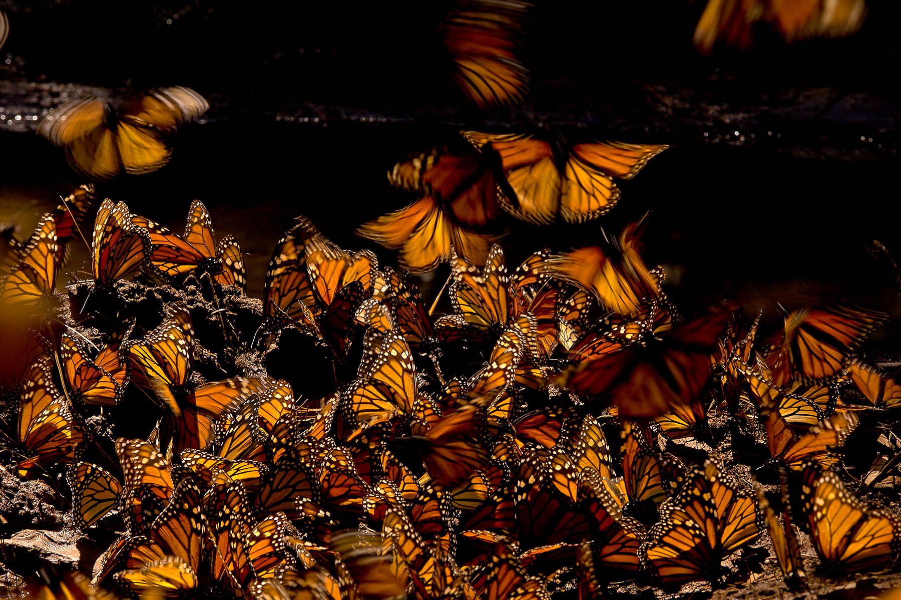 Monarch (Danaus plexippus), MichoacÃ¡n, Mexico