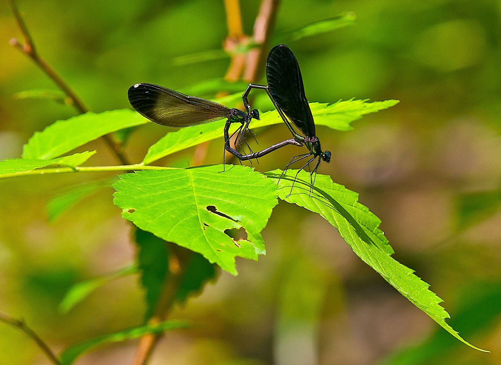 Ebony Jewelwing (Calopteryx maculata)