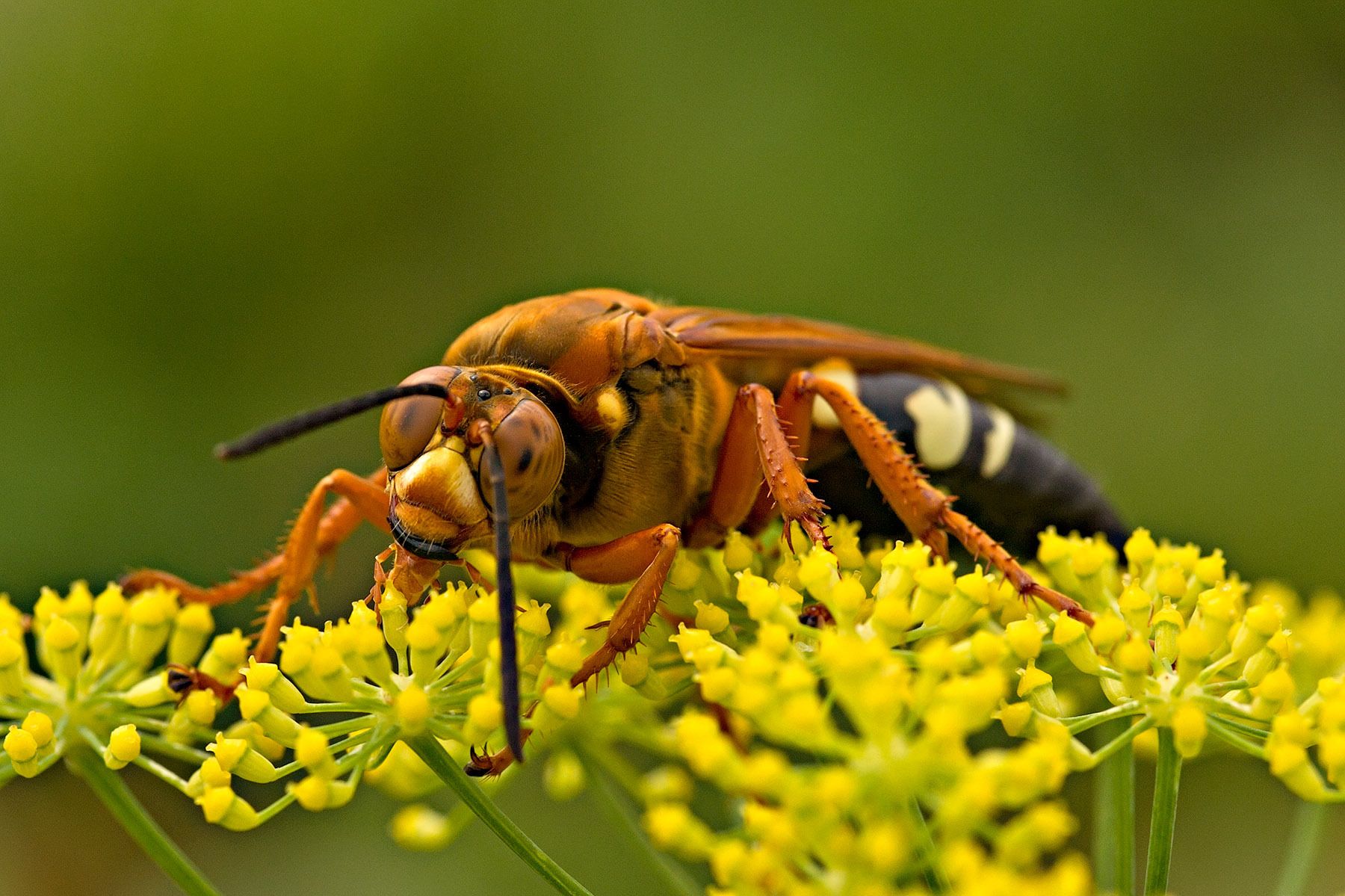Cicada Killer (Sphecius speciosus)