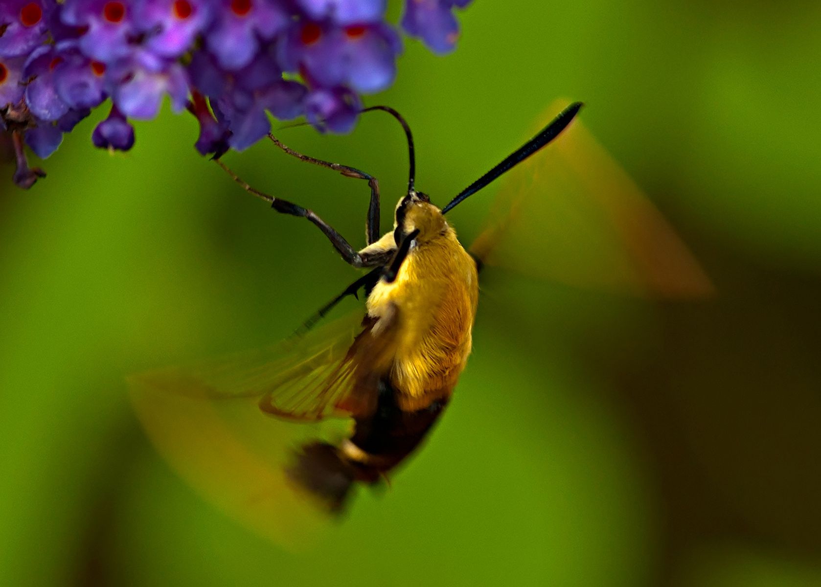 Hummingbird Moth (Hemaris thysbe)