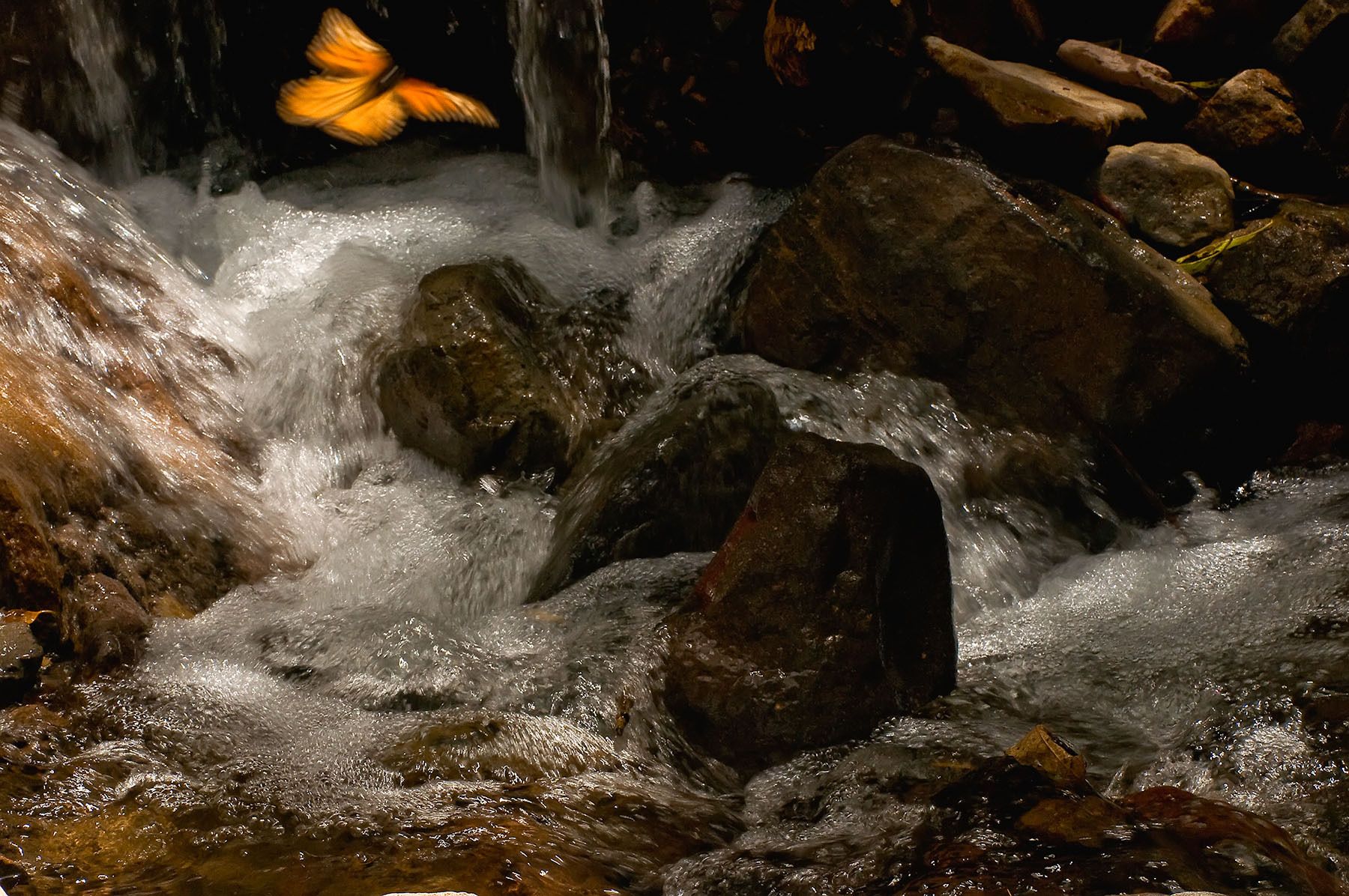 Monarch, Sierra Chincua Sanctuaria Mariposa, MichoacÃ¡n, Mexico