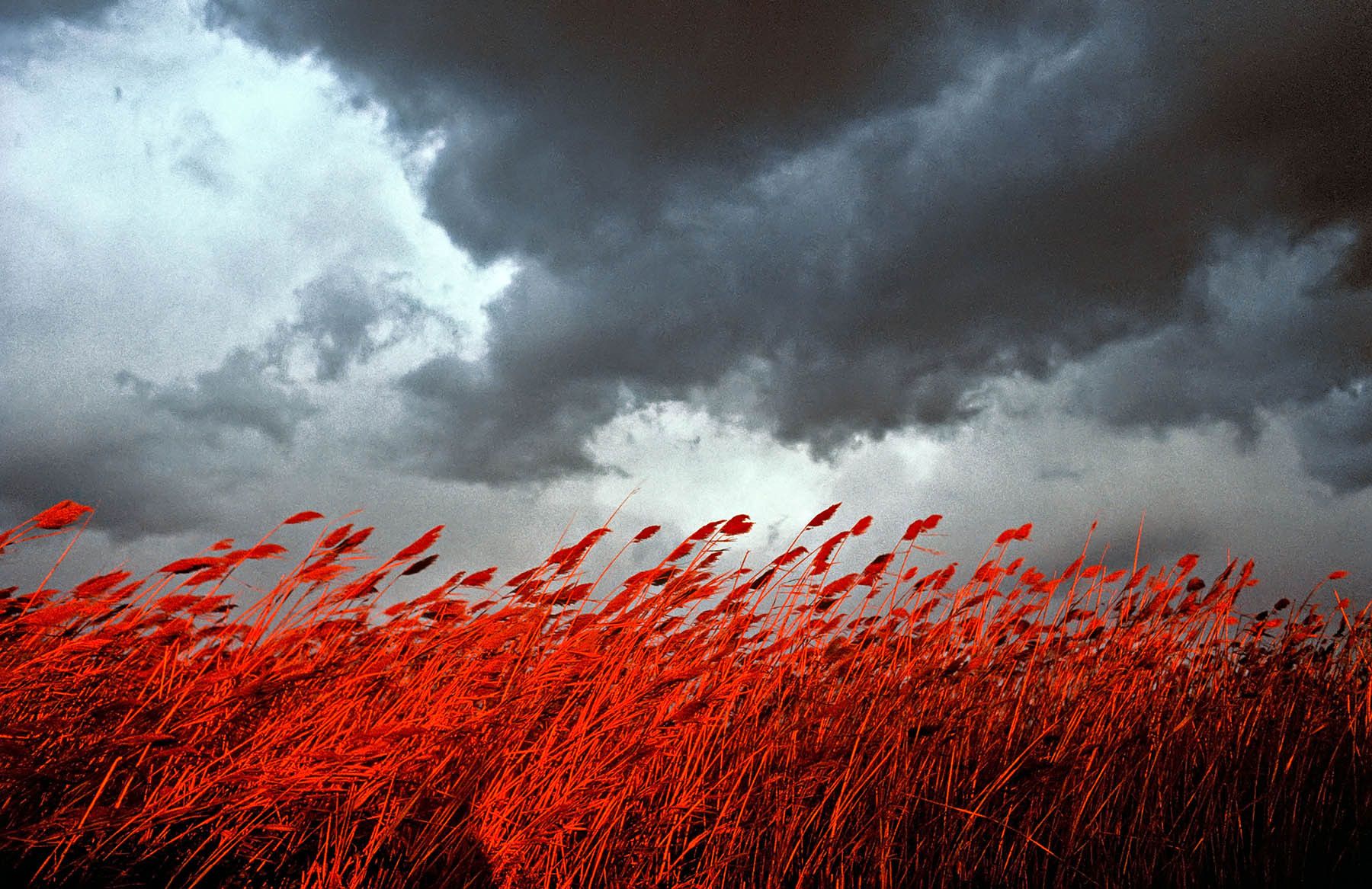 'Sea Oats' - Saxis, Virginia