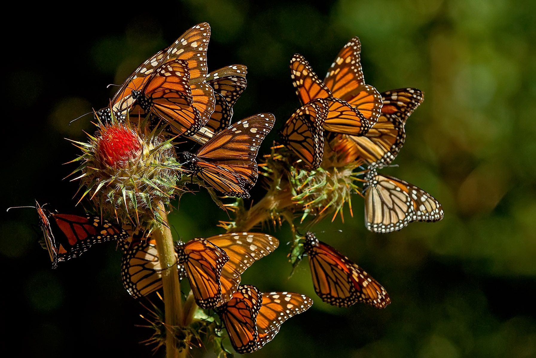 Sierra Chincua, MichoacÃ¡n, Mexico