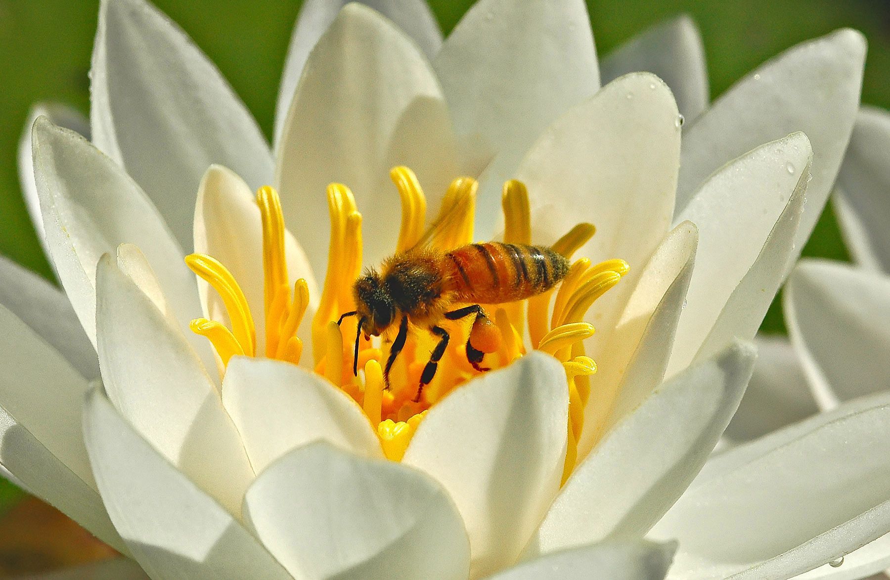 Honey Bee (Apis mellifera) & Fragrant Water Lily (Nymphaea odora