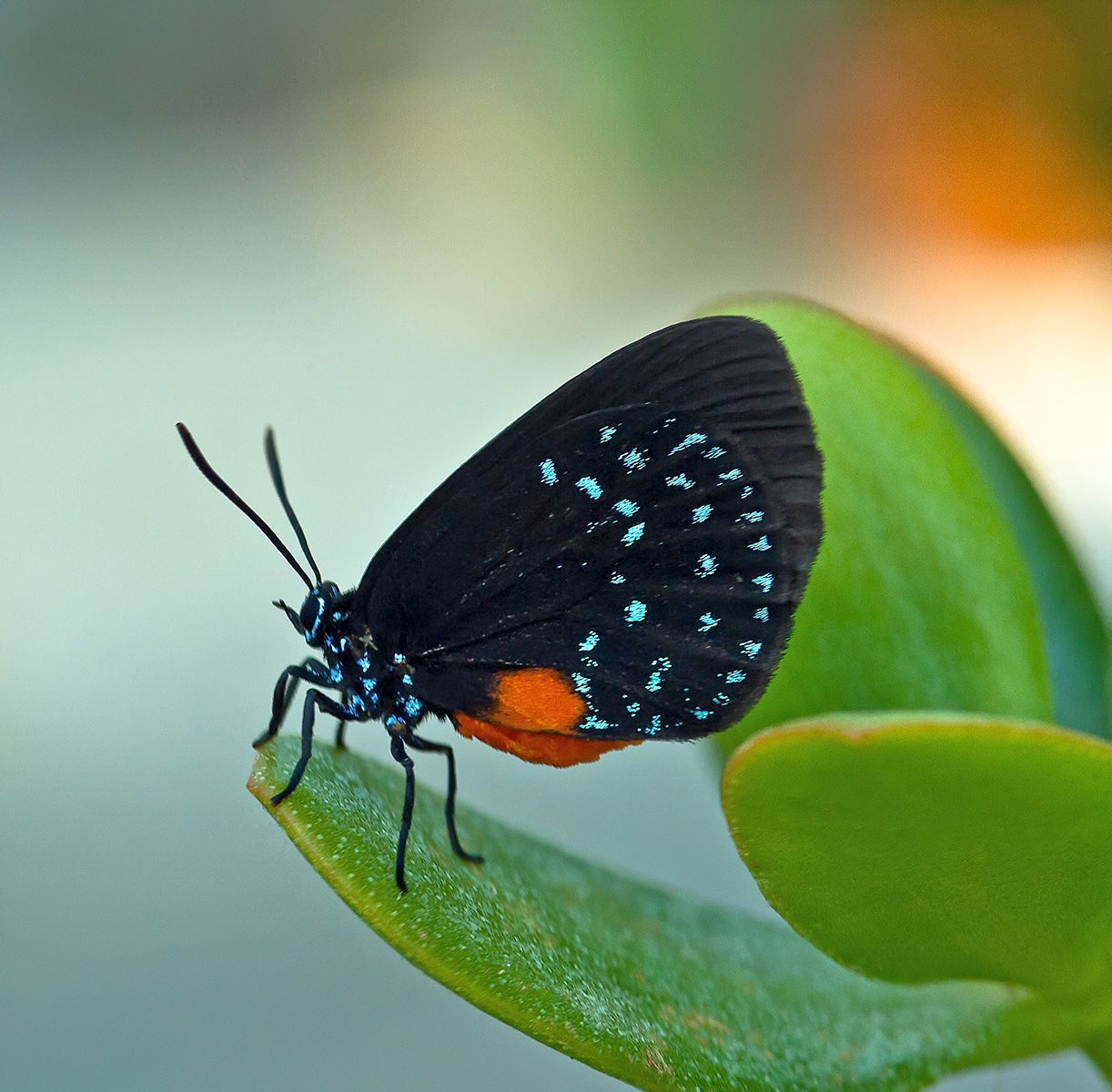 Atala hairstreak (Eumaeus atala)