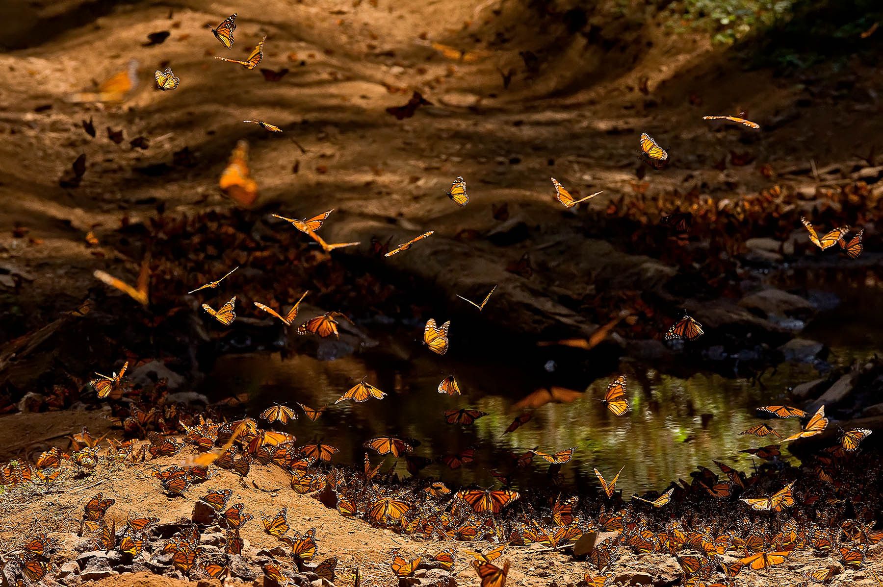 Monarch (Danaus plexippus), MichoacÃ¡n, Mexico