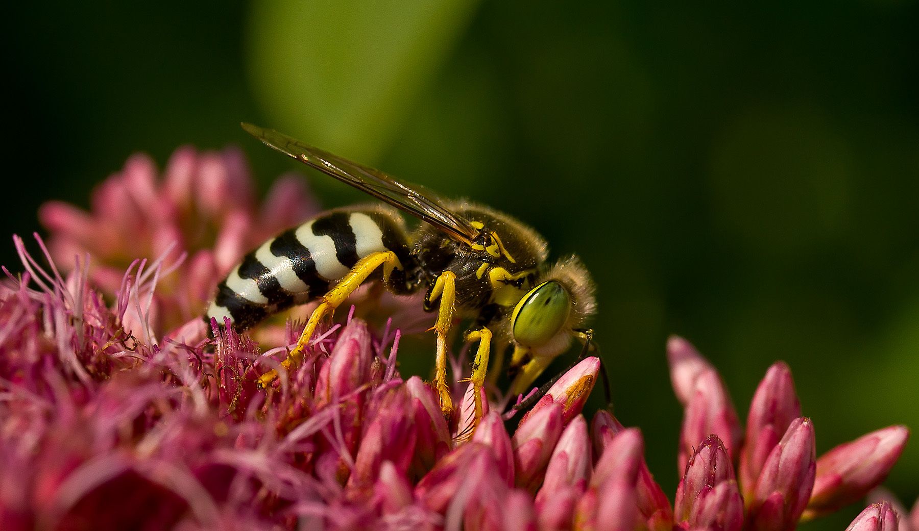 Virescent Green Metallic Bee (Agapostemon virescens)