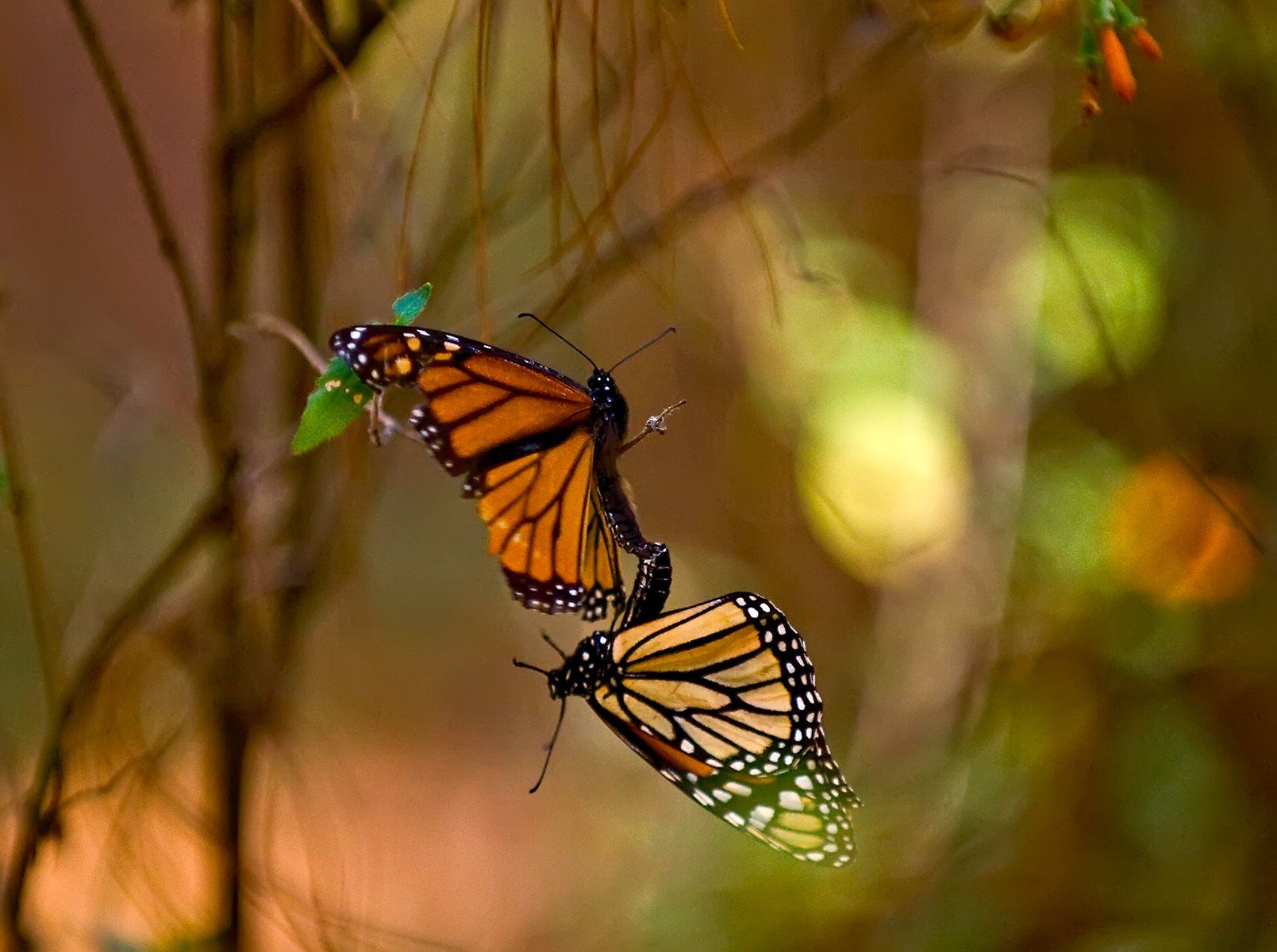 Danaus plexippus- MichoacÃ¡n, Mexico