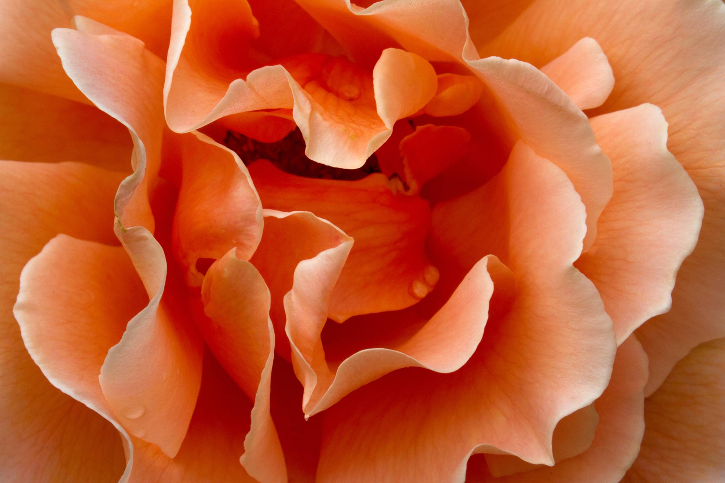 Petals of a Just Joey Rose