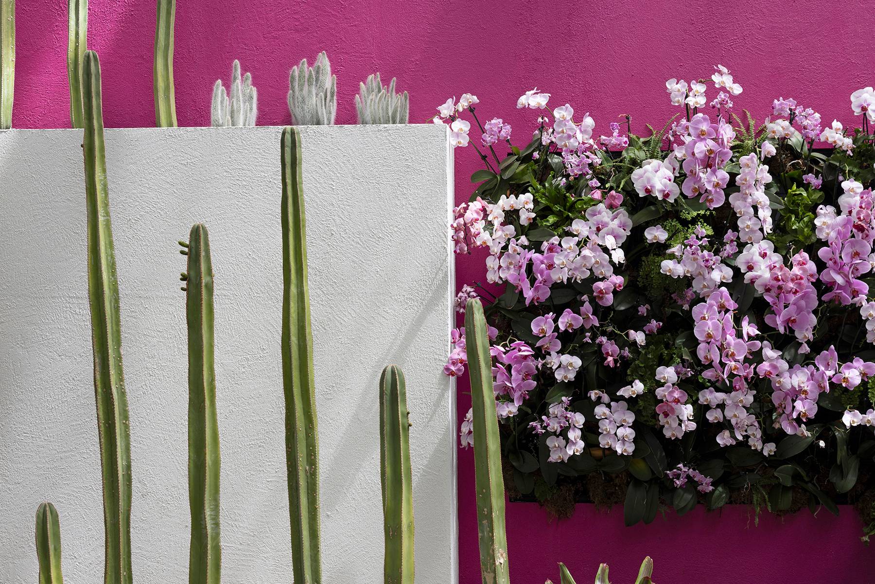 Orchid Cactus Assembly, NYBG