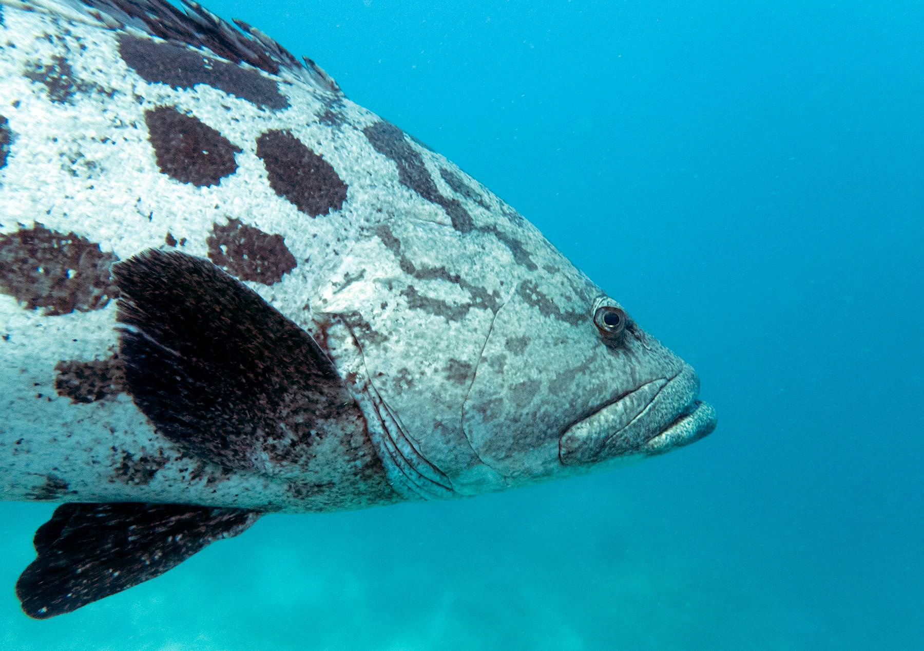 Big Cod Great Barrier Reef, Australia