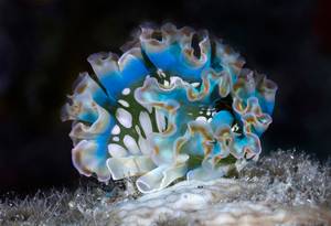 Nudibranch, Dominica